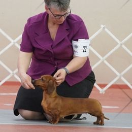 Shuri - Dachshund