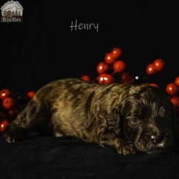 Henry - Chocolate male Australian Labradoodle puppy in Cashmere, Washington from Mountain Home Doodles