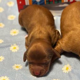 Boy - Chocolate and tan male Dachshund puppy in Whitesboro, Texas from Whitesboro Dachshund