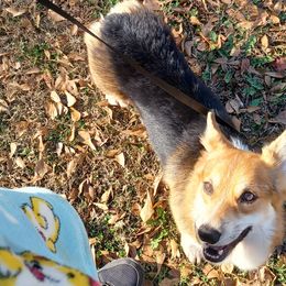 Pembroke Welsh Corgis from Rachael Singletary