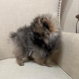 Allie - Orange female Pomeranian puppy in Phoenix, Arizona from Luxpomz