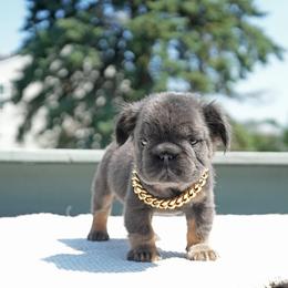 Slate - Blue male French Bulldog puppy in Plano, Illinois from Velvet Fluffy Pups