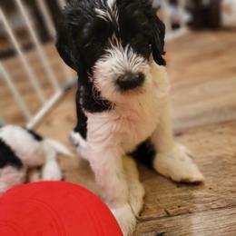 Labradoodle Puppies from Tyson's Farm Doodles