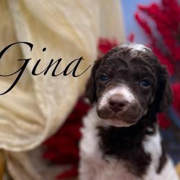 Gina - Parti female Poodle puppy in Greenville, North Carolina from Grace Poodles