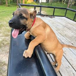 Red collar male - Black male Perro de Presa Canario puppy in Houston, Texas from Space City Presas