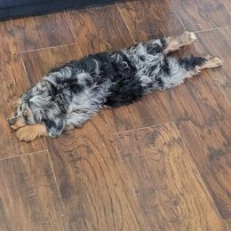 Smokey - Aussiedoodle