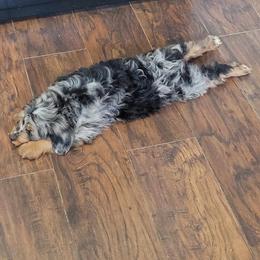 Smokey - Aussiedoodle