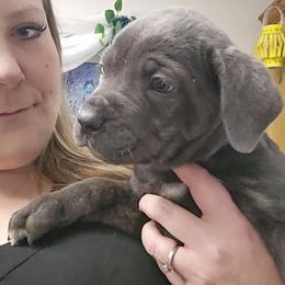 Blue Collar - Gray male Cane Corso puppy in Lewistown, Montana from Corsi Amore Kennels