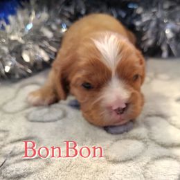 BonBon - Ruby female Cavalier King Charles Spaniel puppy in Rockville, Maryland from Skais the Limit Cavaliers