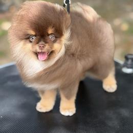 EL - Chocolate and tan female Pomeranian puppy in Willis, Texas from Treasured Jewels Pomeranians