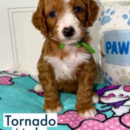 Tornado - Red  male Goldendoodle puppy in Beecher, Illinois from Erica’s Doodles