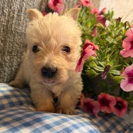 Wheaten boy 2 - Wheaten male Scottish Terrier puppy in Nickelsville, Virginia from Pecan Creek