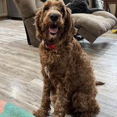 Kona - Irish Doodle