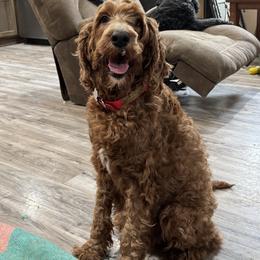 Kona - Irish Doodle