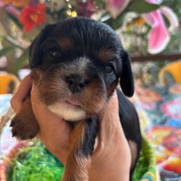 Prudence - Black and tan female Cavalier King Charles Spaniel puppy in Tucson, Arizona from Abbey Road Cavaliers
