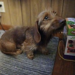 Dachshunds from Dizzy and Marshall puppy