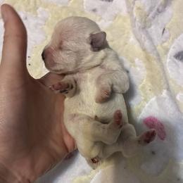 JohnBoy - White male Miniature Schnauzer puppy in Hedgesville, West Virginia from Clay Hill Kennels