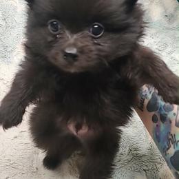 Boy 5 - Black male Pomeranian puppy in Tulsa County, Oklahoma from CP Kennels