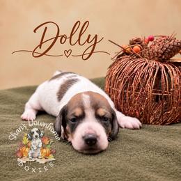 Dolly - Piebald female Dachshund puppy in Hockley, Texas from Shans Down Home Doxies