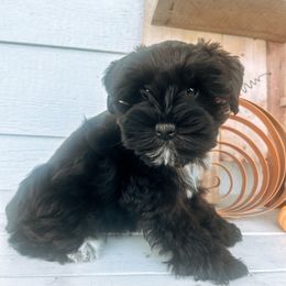Isabel (Belly) - Black and silver female Miniature Schnauzer puppy in Cheney, Washington from Rolling Hills Schnauzers