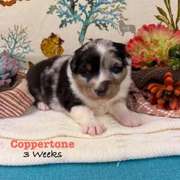 Coppertone - Blue merle female Australian Shepherd puppy in El Dorado Springs, Missouri from OR Aussies