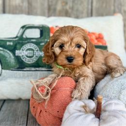 Ginger - Buff and white female Cockapoo puppy in Preston, Idaho from Shaffer Top Notch Puppies