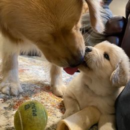 Golden Retriever Puppies from EP's Golden Retrievers