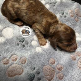 Drifter - Dapple male Dachshund puppy in Hoquiam, Washington from Heyd's Mini Dachshunds
