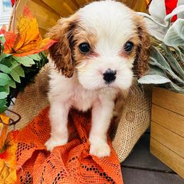 Pepper jack - Blenheim male Cavalier King Charles Spaniel puppy in Bellevue, Michigan from Phoenix Farm