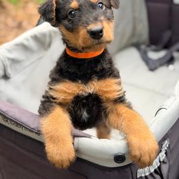 River AKA Baby Boy Orange - Black and tan male Airedale Terrier puppy in Mooresville, North Carolina from Farm 55