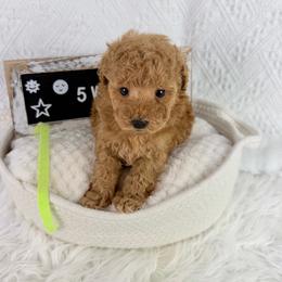 Lemon - Red  male Poodle puppy in Florida from Adorable Toy-Miniature Poodles