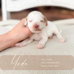 Yoda - Parti male Goldendoodle puppy in Hiddenite, North Carolina from Rose and Reid Doodles