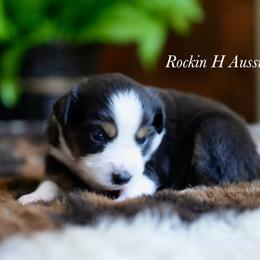 Girl 1 - Black tri female Toy Australian Shepherd puppy in Russellville, Arkansas from Rockin H Aussies