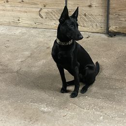 Cersei - Dutch Shepherd puppy from We Like it Ruff Working K9 Breeding and Training