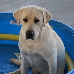 Dilute Retrievers from Legendary Lab Retrievers