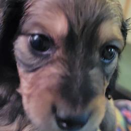 Dachshund Puppies from CLARK'S BREEDING PROGRAM