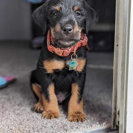 Jagdterrier Puppies from Oregon Jagdterrier