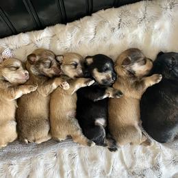 Miniature Schnauzer Puppies from Schnauzers on Robinson Lane