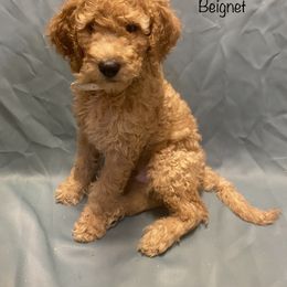 Goldendoodle Puppies from Main Street Goldendoodles