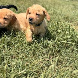 Light blue - Yellow male Labrador Retriever puppy in Anderson, South Carolina from Iris Aislings Labradors
