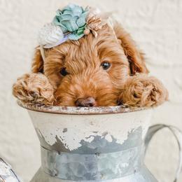 Bernedoodle and Goldendoodle Puppies from Florida Pumpkadoodles