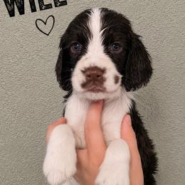 Will - Liver and white male English Springer Spaniel puppy in Fort White, Florida from Thunderbird Springers
