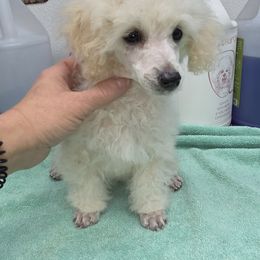Lt Cream White male - Cream male Poodle puppy in North Prince George, Virginia from ROYAL VISTA
