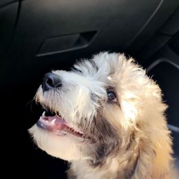 Aussiedoodle and Bordoodle Puppies from Texas Made Doodles