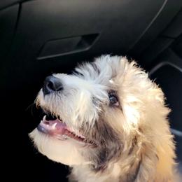 Aussiedoodle and Bordoodle Puppies from Texas Made Doodles