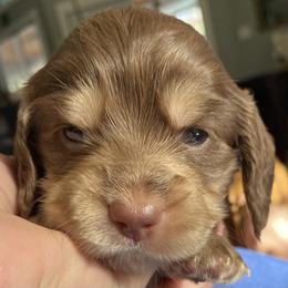 Mocha - Chocolate and tan female Dachshund puppy in Lake Mary, Florida from Lakeside Doxies