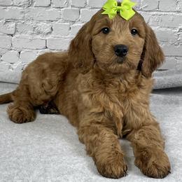 Theo - Red  male Goldendoodle puppy in Millersburg, Ohio from Ohio Puppy Paws