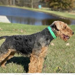 Joy - Welsh Terrier