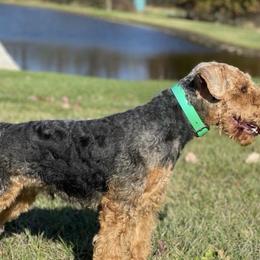 Joy - Welsh Terrier