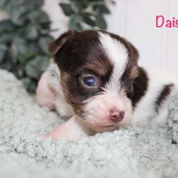 Yorkshire Terrier Puppies from Peach Yorkies